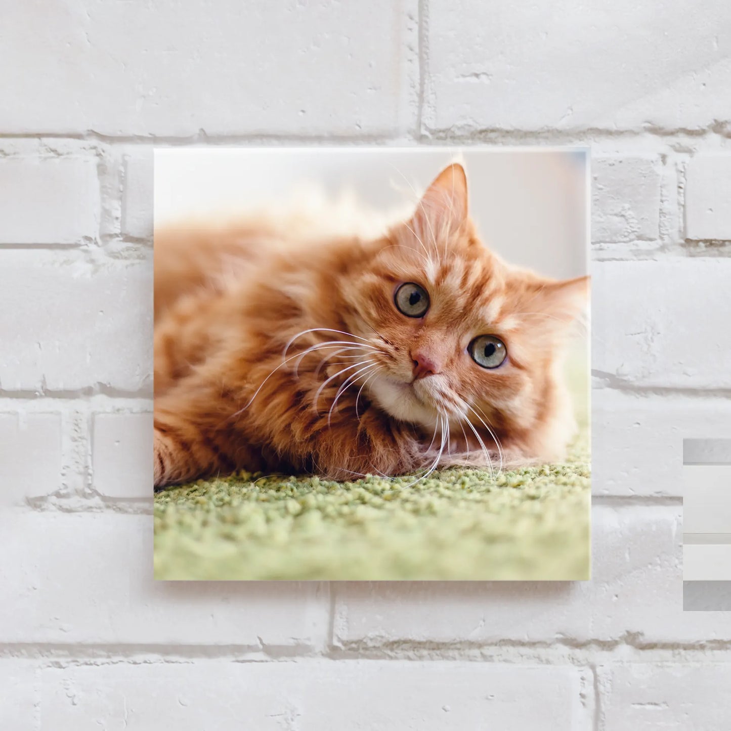 Acrylic wall print featuring a close-up of an orange tabby cat lying on a textured green surface against a white brick wall background.