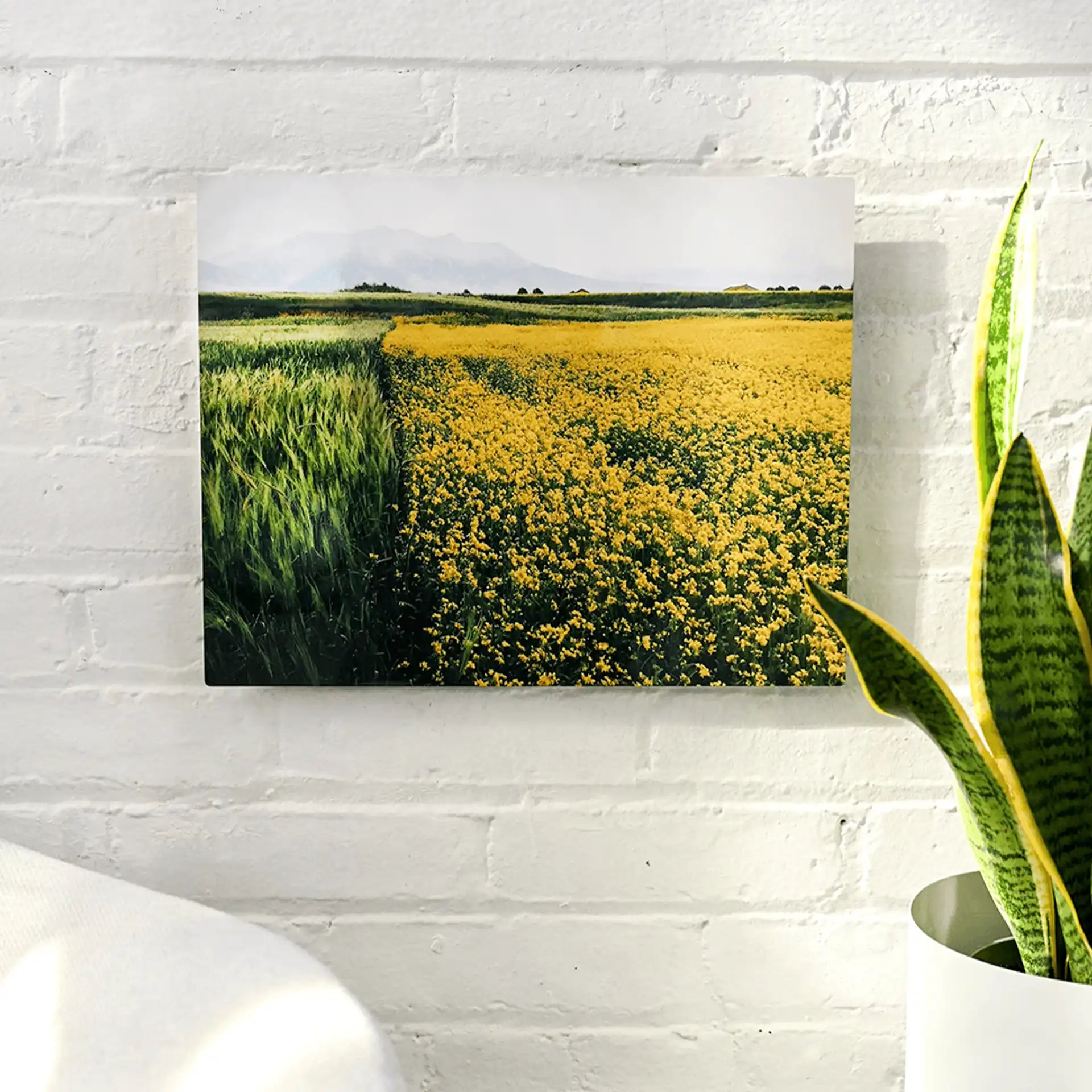 Metal wall print of a wide yellow flower field bordered by green crops with mountains in the distance, mounted on a white brick wall.