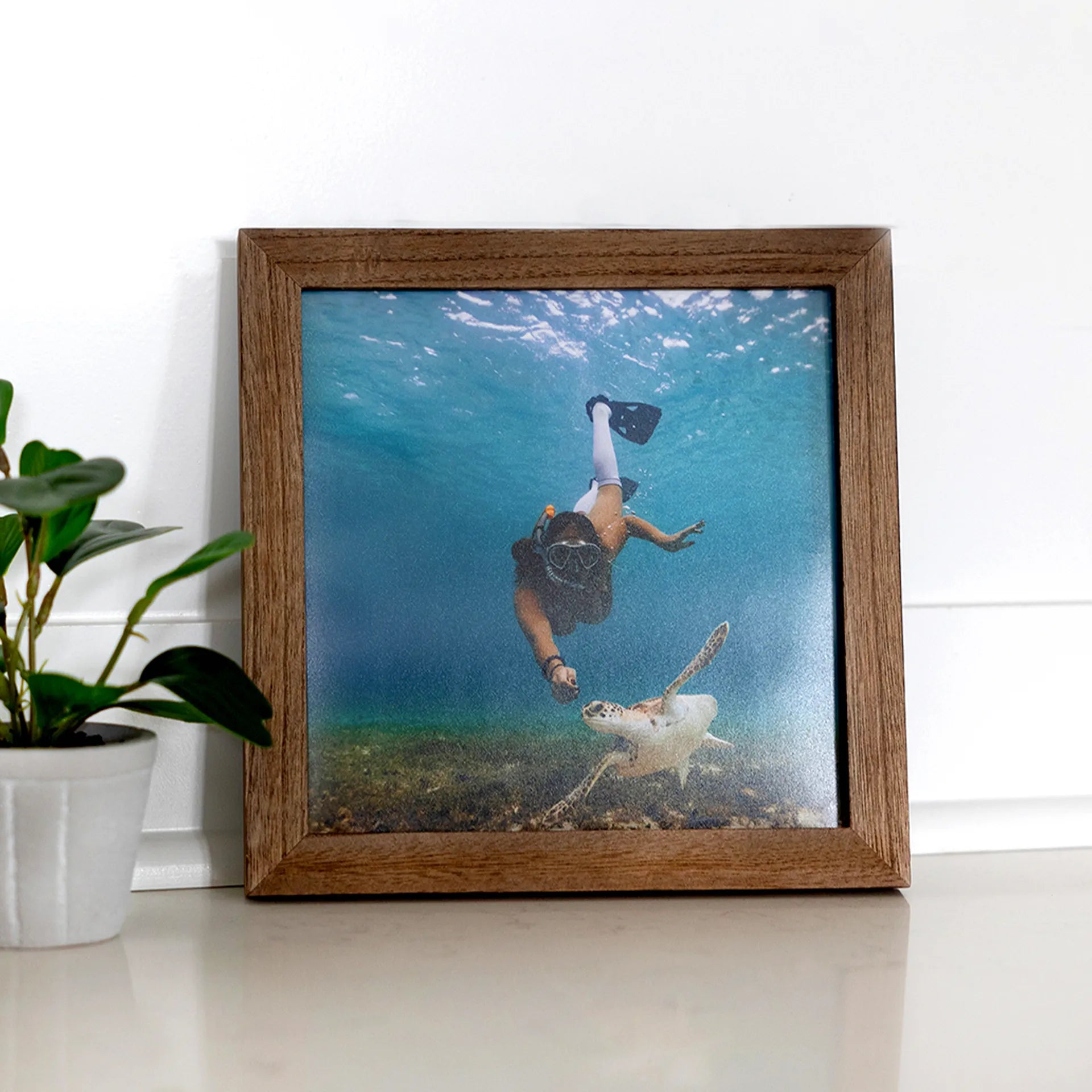 Square wooden framed underwater photo print of a snorkeler swimming toward a sea turtle, displayed on a white shelf beside a small potted plant.