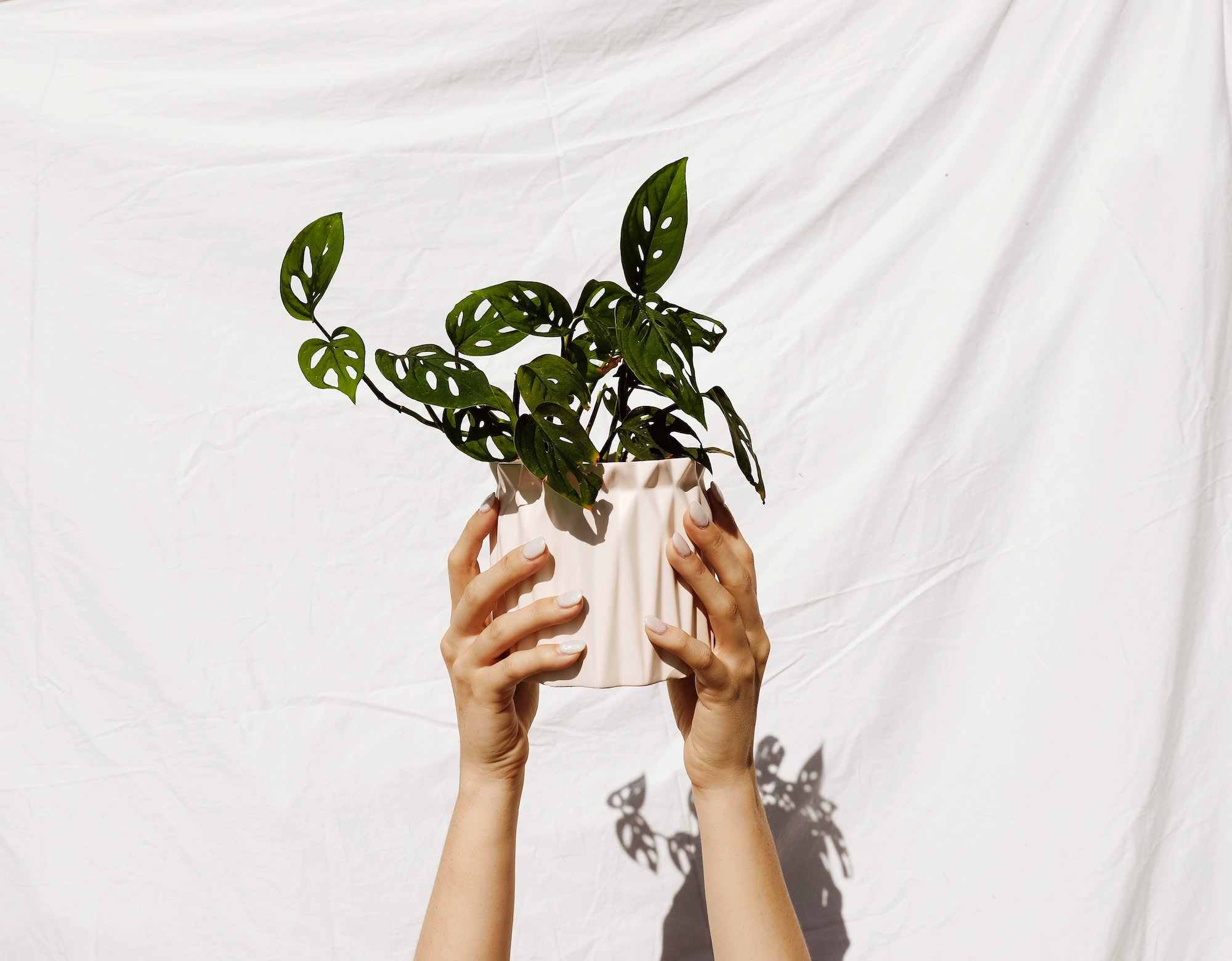 Do something different this Mother's Day by sending her a plant instead of flowers