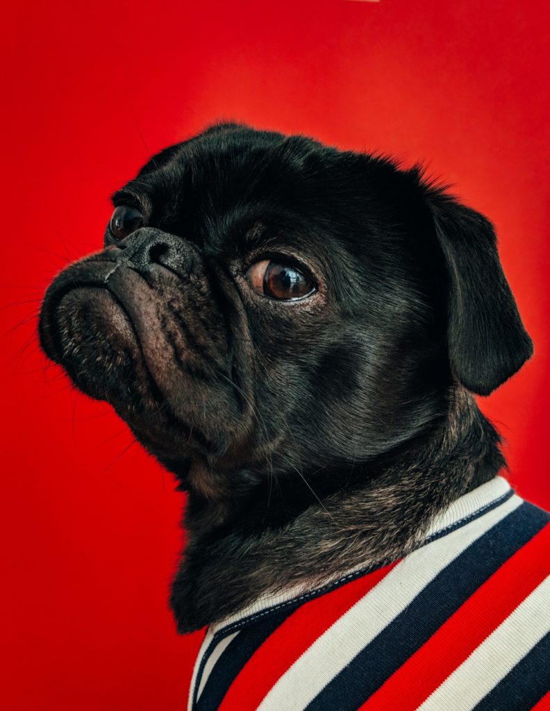 Get up close in your dog photography