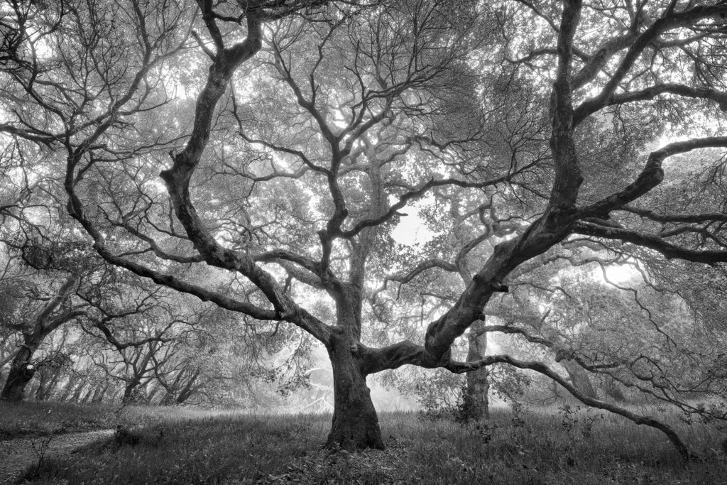 Michael Ryan's photograph of a tree in black and white