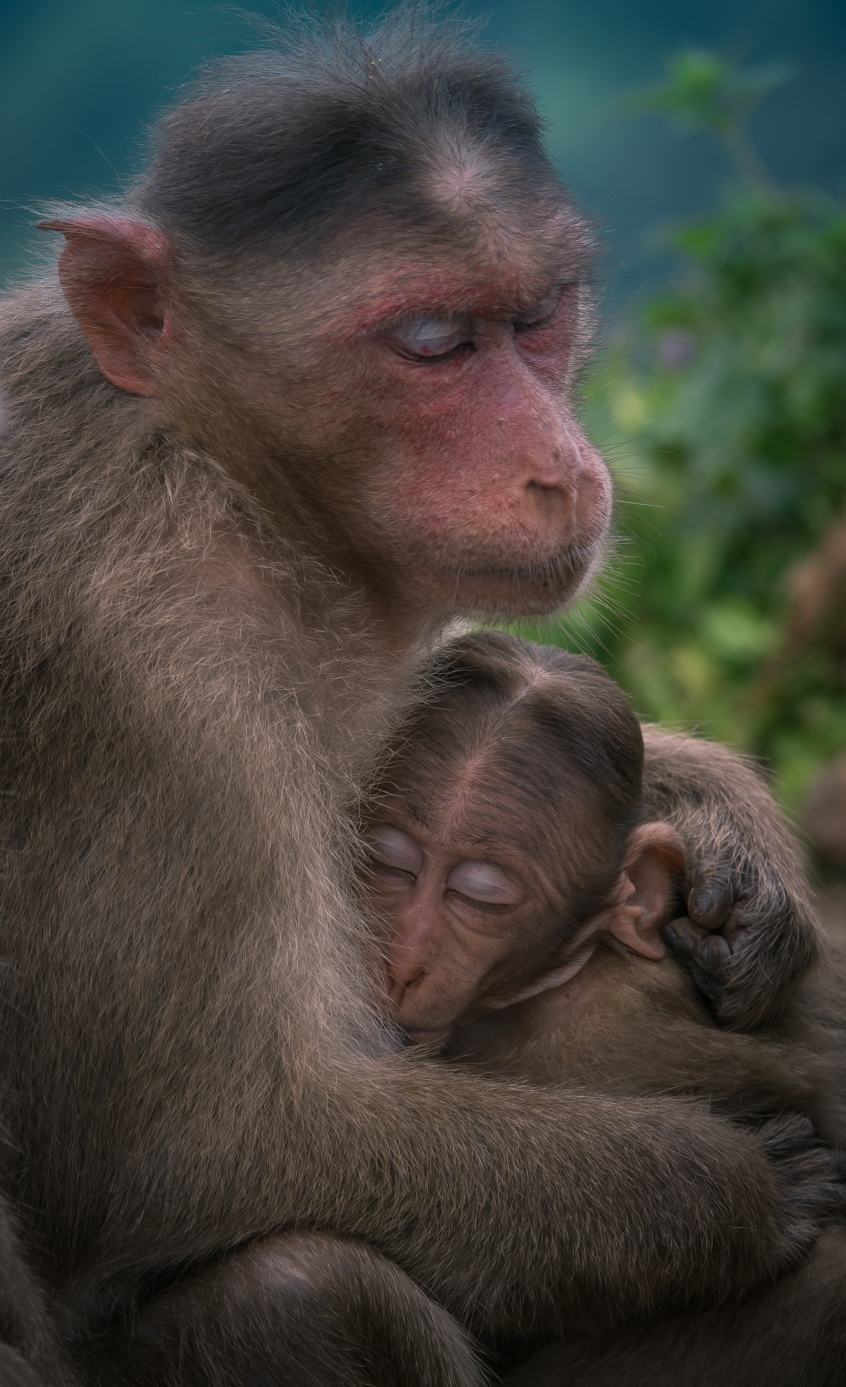Heath Cajandig Captures Monkeys in India Embracing