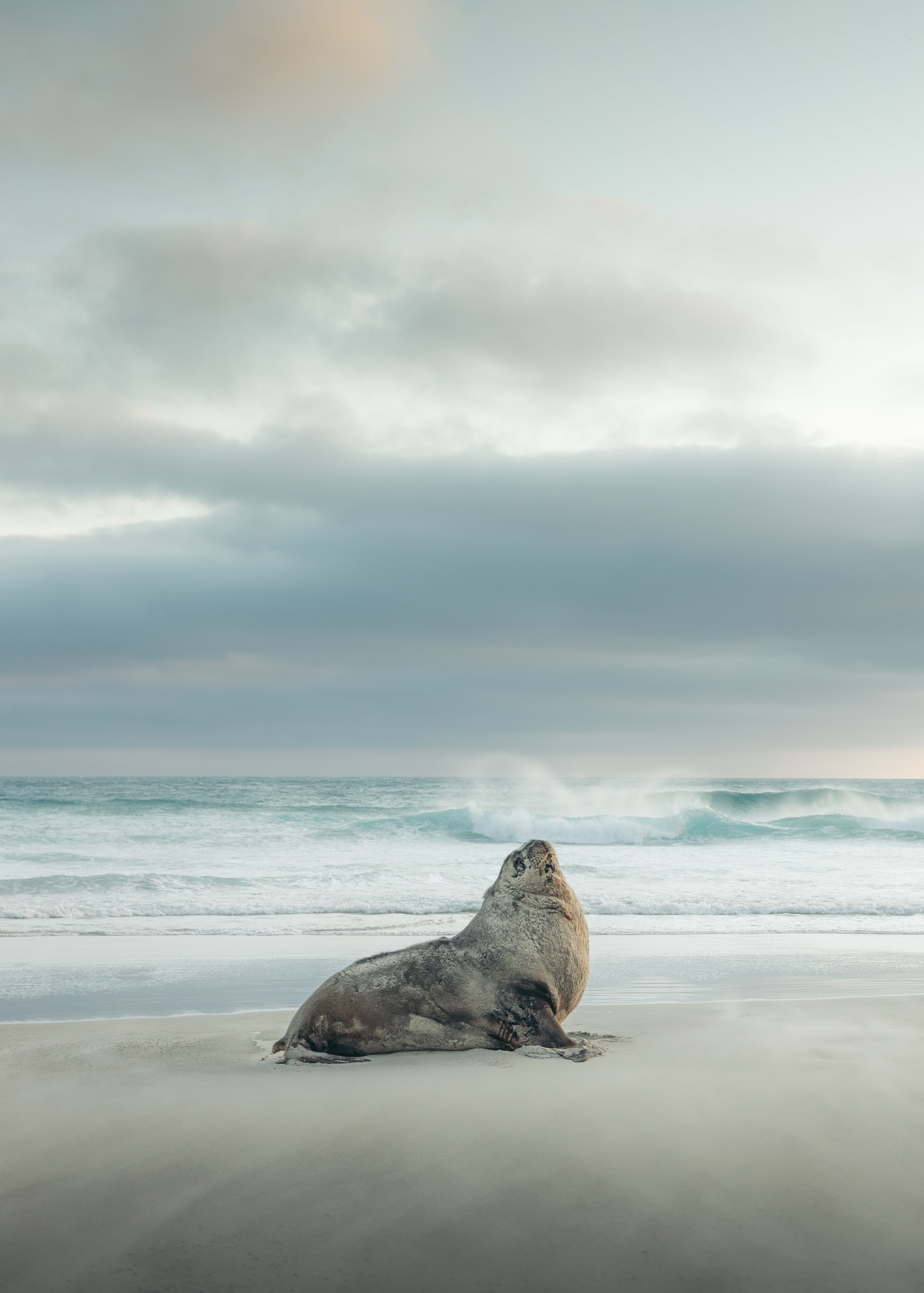 Seal on the shoreline