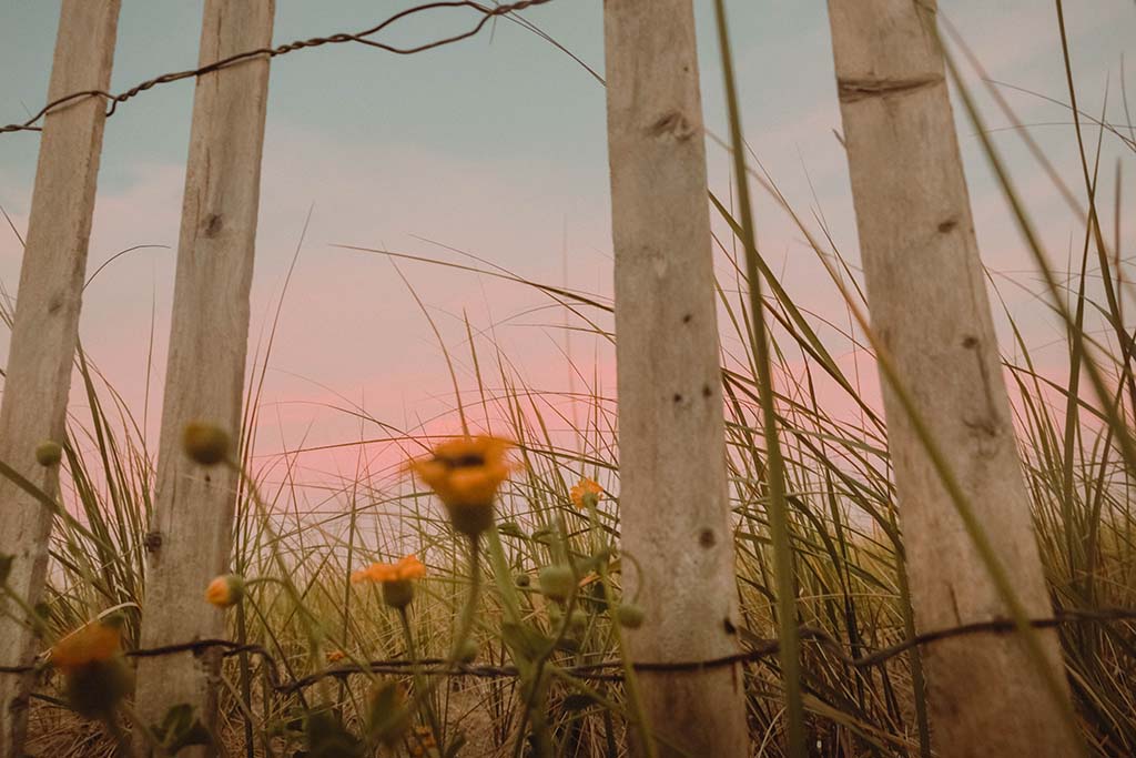 Yellow flowers near a fence