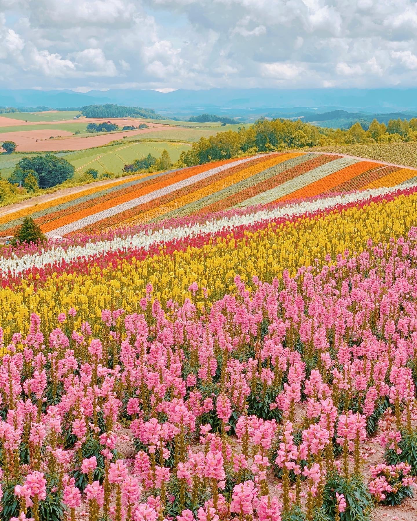 flower field with every color