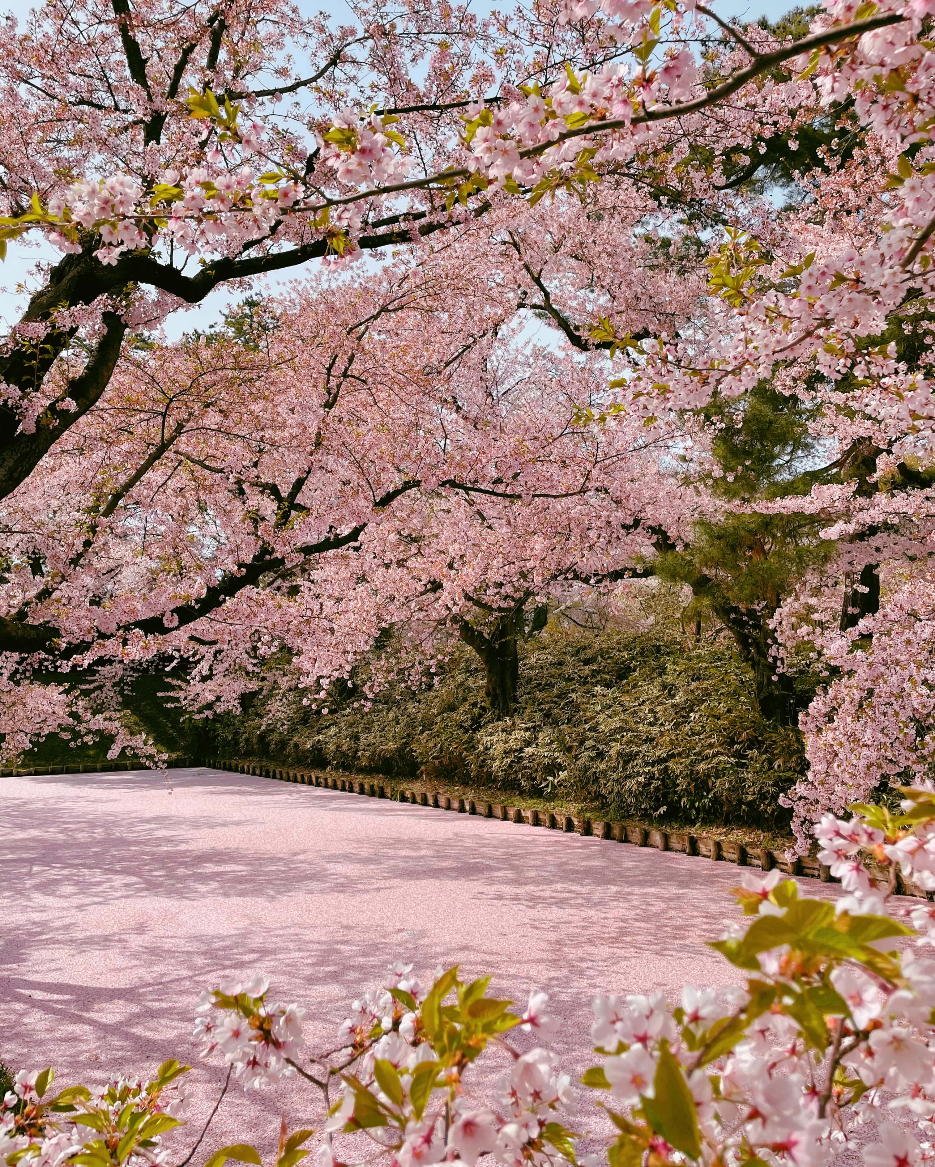 cherry blossom overload!