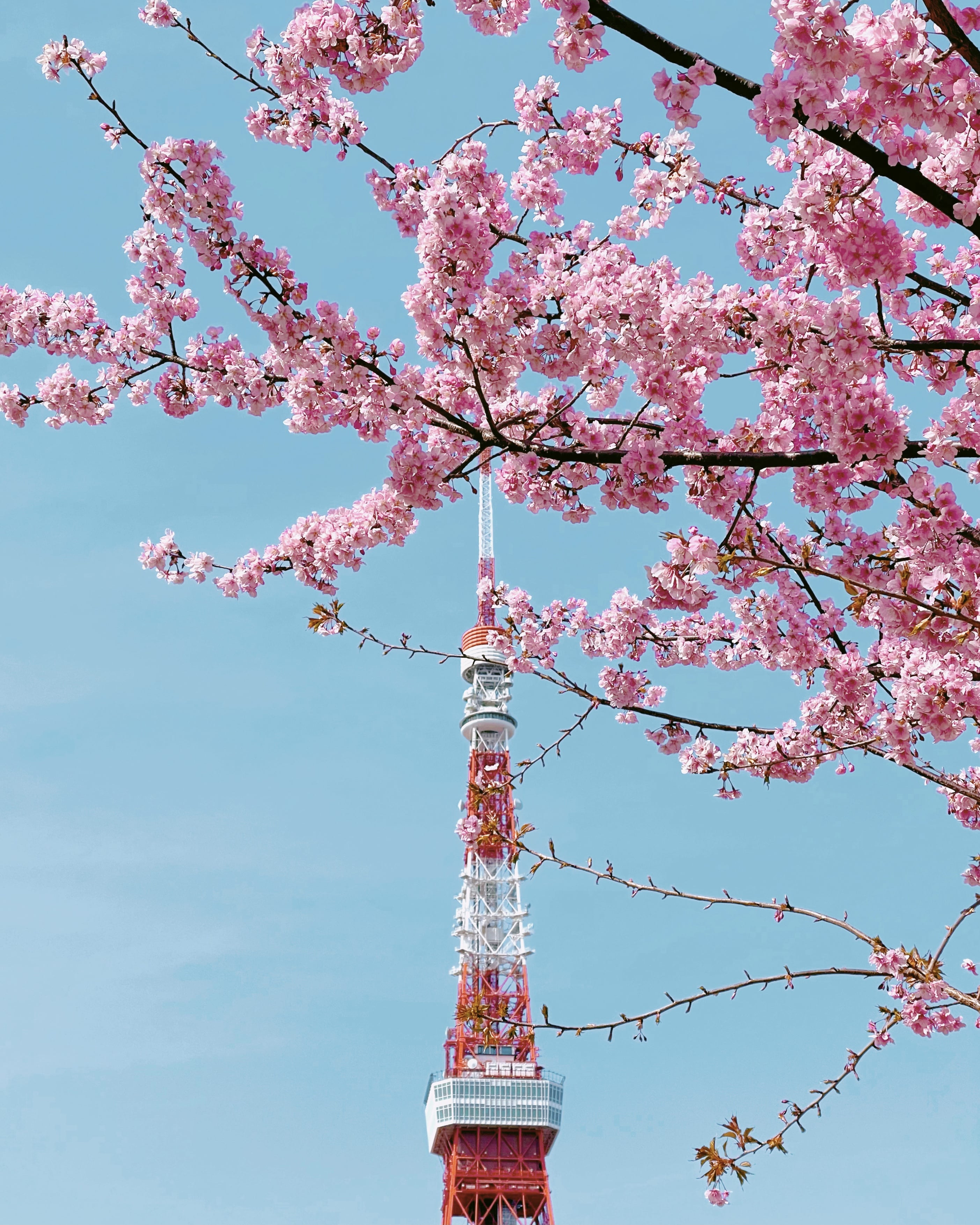 pink blossoms in front of Tokyo tower