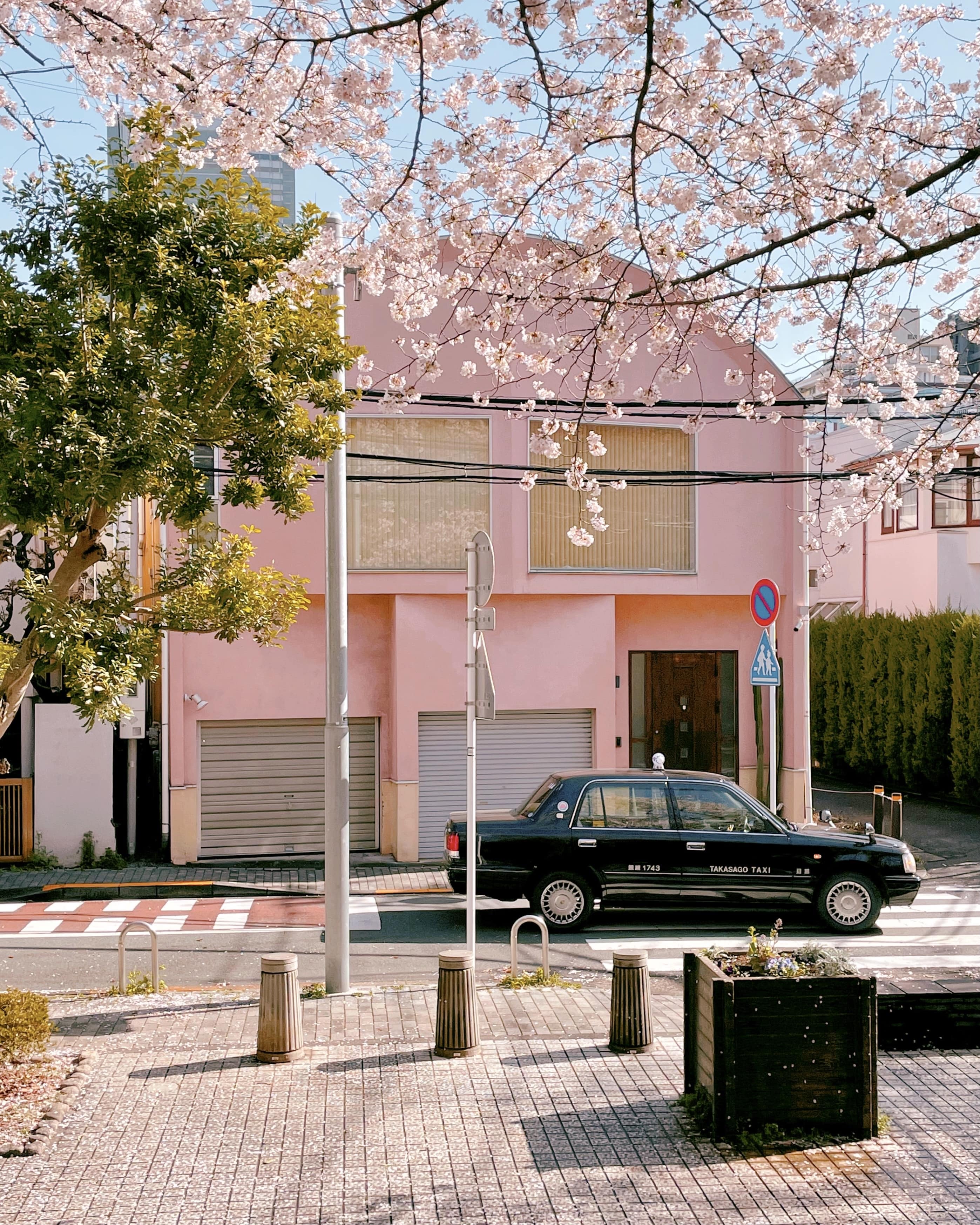 black car parked in street surrounded by cherry blossoms