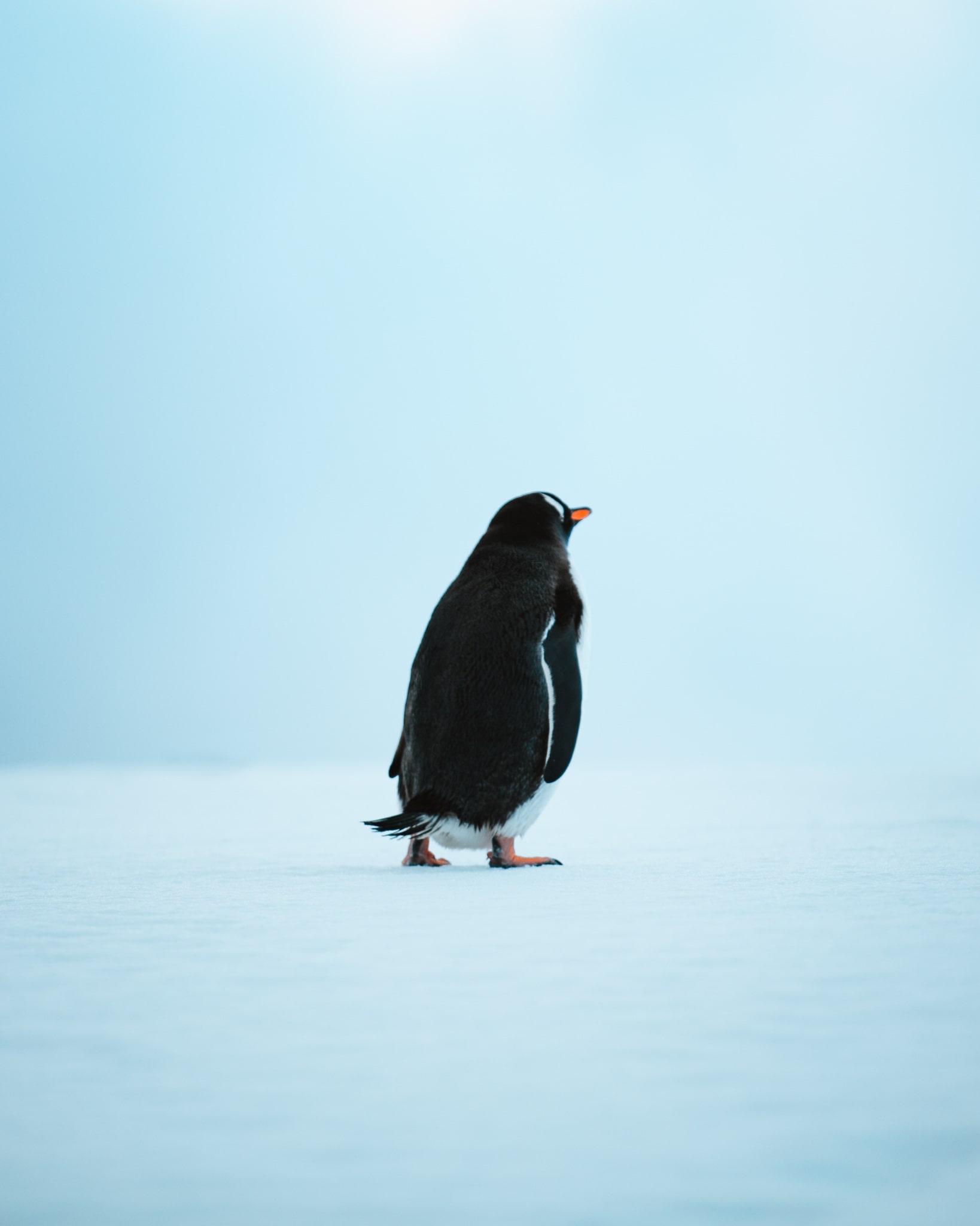 minimalistic image of penguin standing in the snow