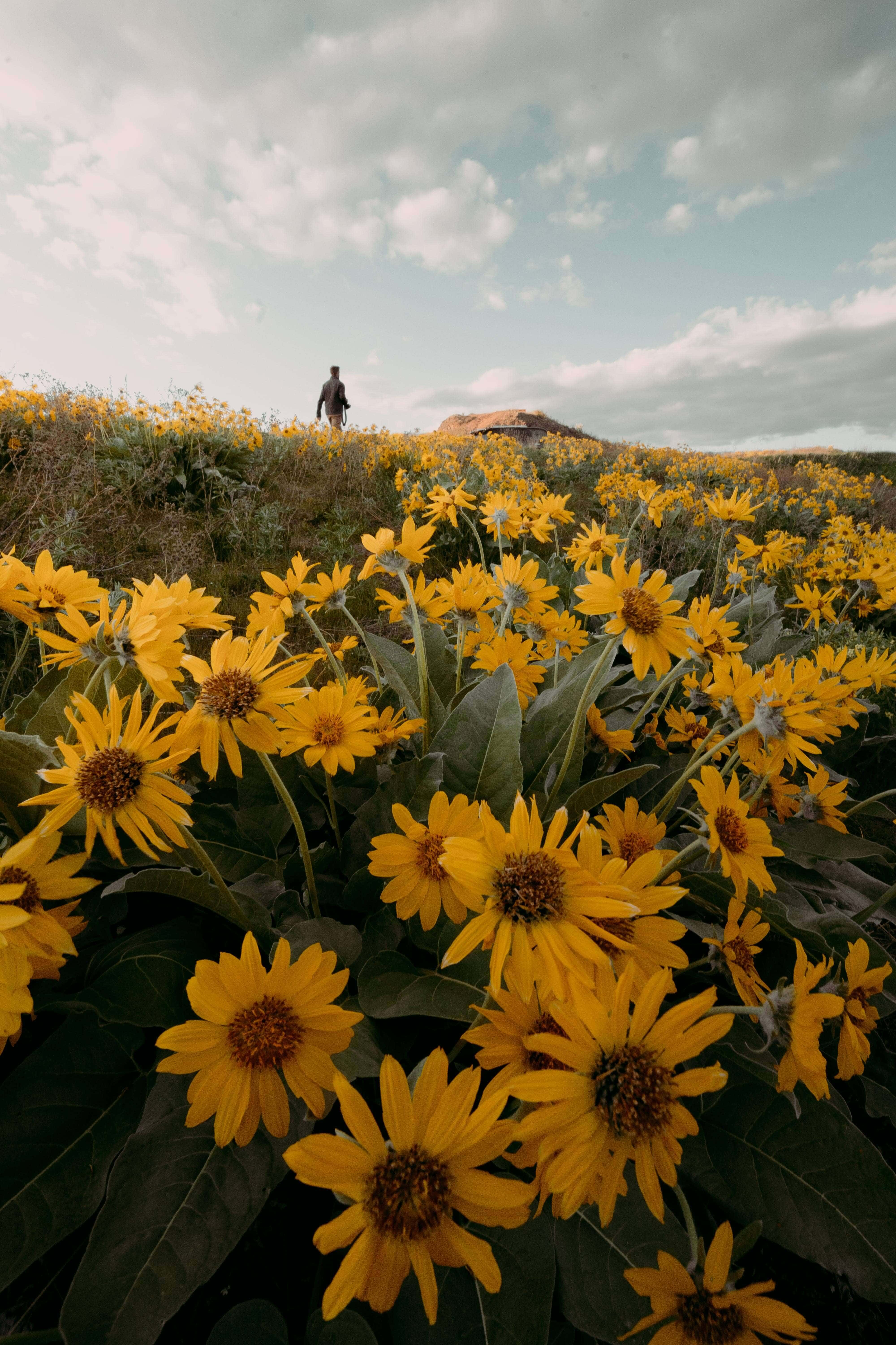 Flowers in a Field by Jordan McGrath