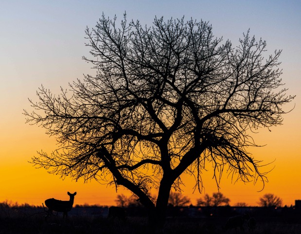 A deer at sunrise Michael Ryno