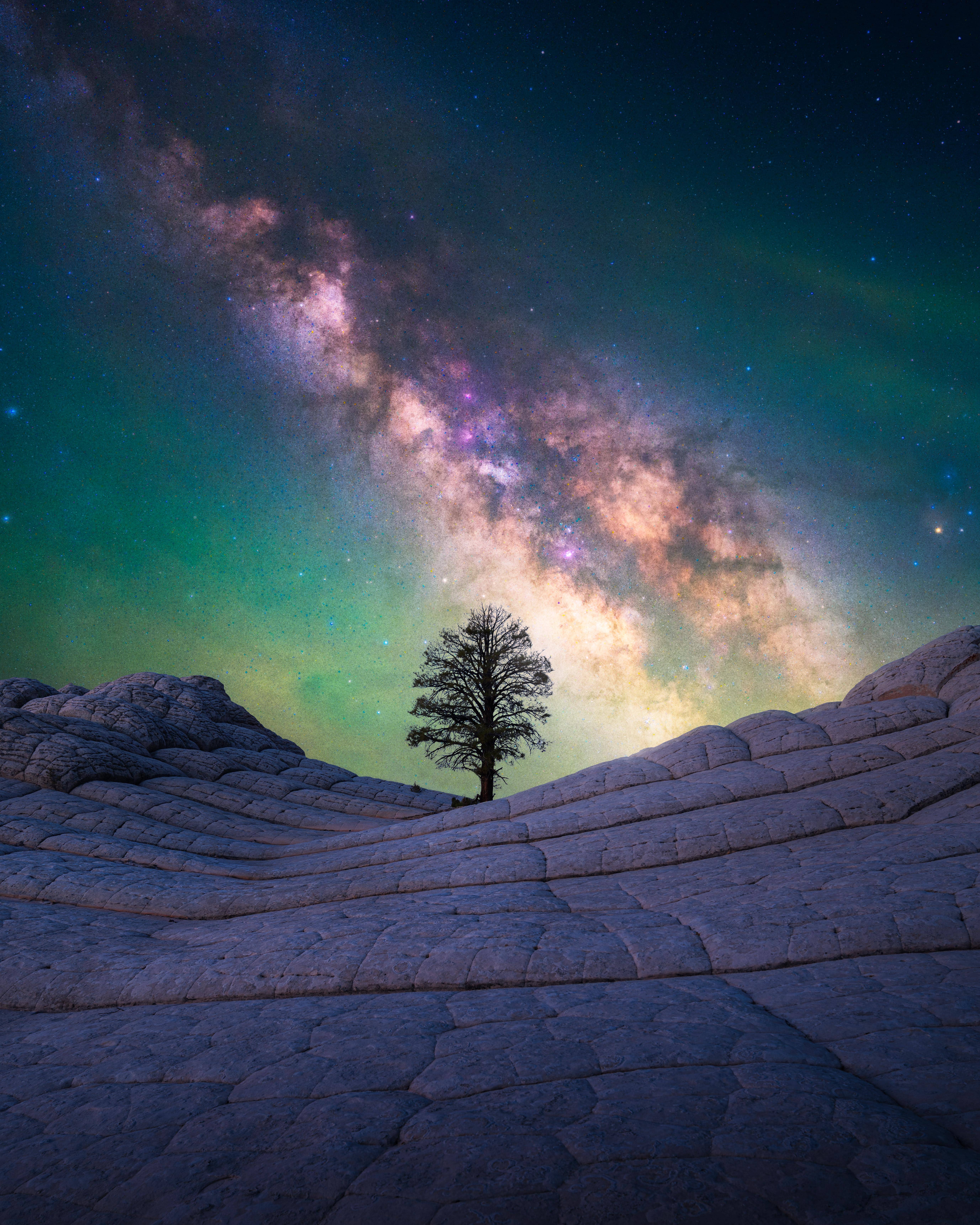 One tree with galaxy in background