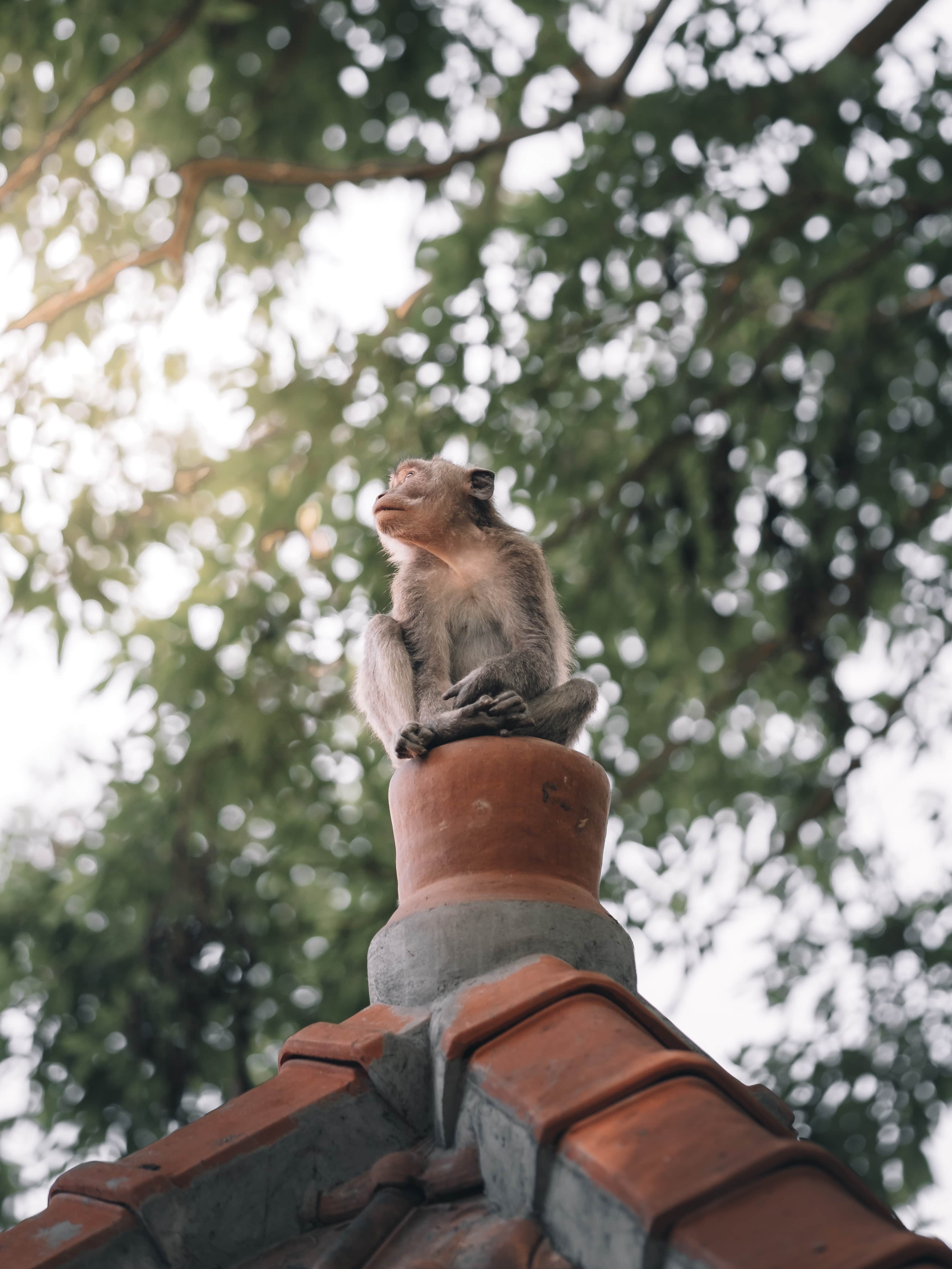 Ubud monkey perched