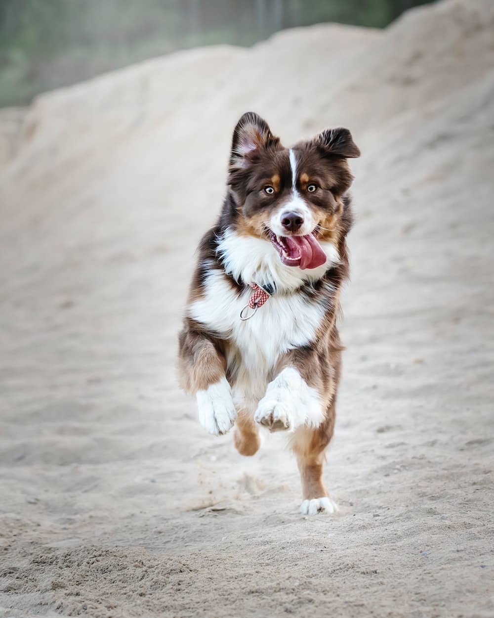 dog running at camera with tongue out