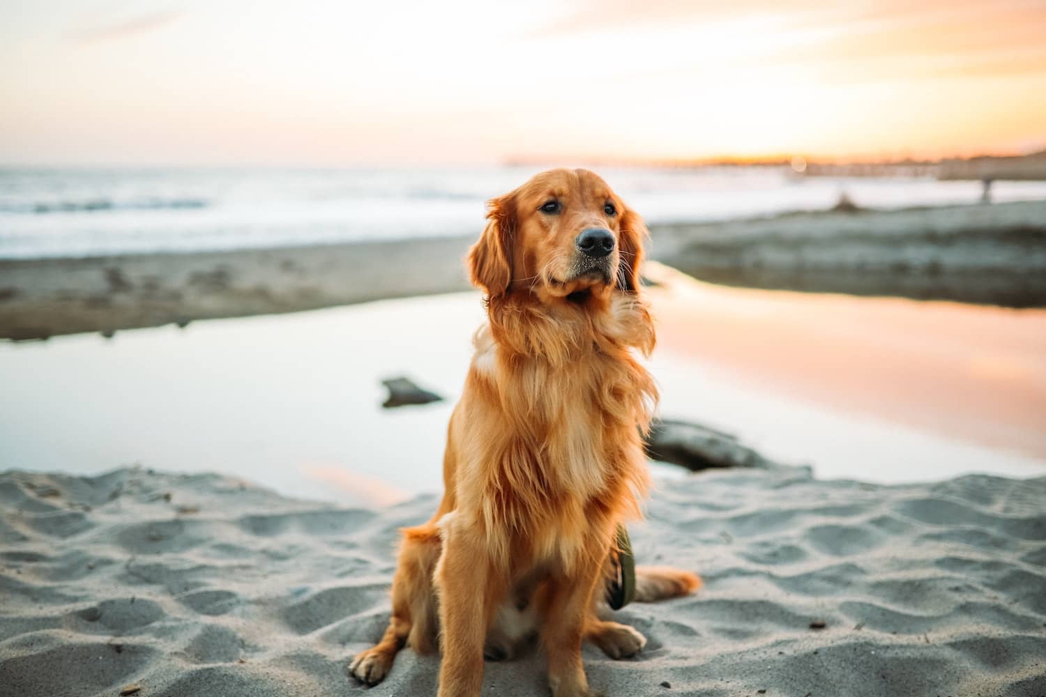 golden retriever sitting in the sand at sunset