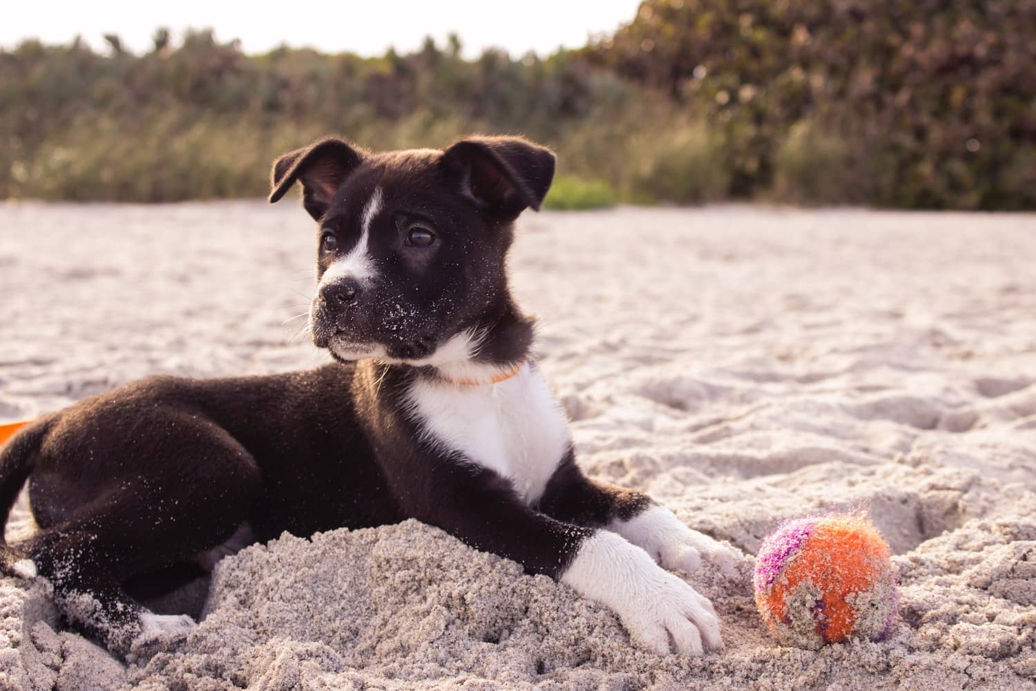 Small dog laying in the sand with ball